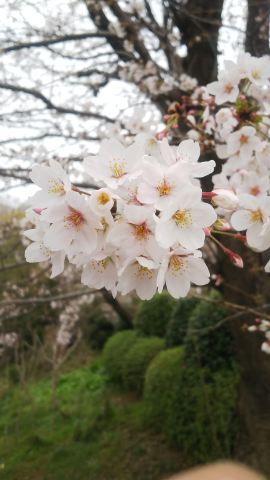 自宅近くの桜